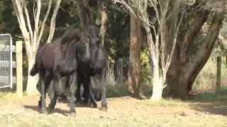 Young Horse Update  Hercules of Ebony Park  21 August 2012 [upl. by Lebazi257]