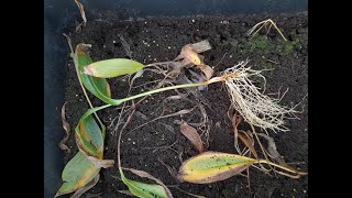 Planting a new lilyofthevalley hybrid Convallaria majalis Bordeaux 4K [upl. by Sugirdor]