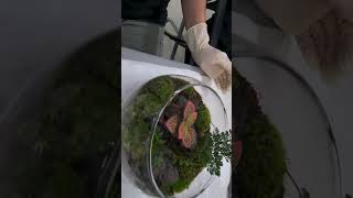 Korea Tour Moss potting experience TerrariumWardian CaseVivarium Class [upl. by Che]