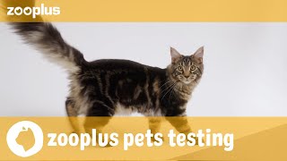 Nala amp Simba  zooplus pets testing Royal Canin Kitten [upl. by Pisano]