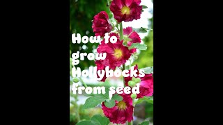 How to grow hollyhocks from seed [upl. by Bertasi]