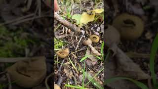 Common Puffball  Beautiful Mushrooms [upl. by Aloin]