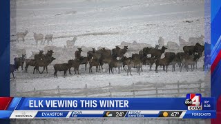 Elk Viewing This Winter [upl. by Artie]