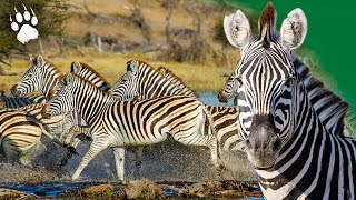 Zèbre en danger  Une course pour la vie  Botswana  Documentaire Animalier  HD  AMP [upl. by Dru]