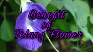 Benefits of Telang Flower  Clitoria Ternatea [upl. by Aerdua]