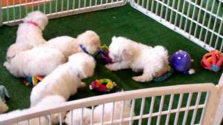 DCDogFinders Bichon puppys for sale cute wwwDCDogfinderscom puppy play room [upl. by Nref]