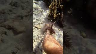 Killing the CrownOfThorns starfish to protect the reef and feeding it to the fish indonesia [upl. by Bil]