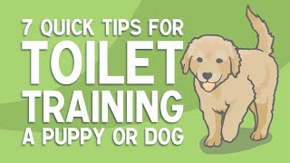 7 Quick Tips for TOILET TRAINING a Puppy or Dog [upl. by Deanne666]