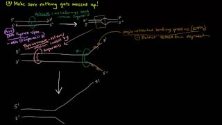 DNA Replication Part 3 of 3  The Enzymes and The Replication Fork [upl. by Arndt]