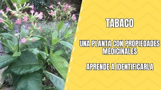 Planta de Tabaco Clasificación y Cómo Identificarla [upl. by Nwahsan]