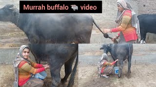 buffalo 🐃 milking Village  murrah buffalo milking  viralvideo [upl. by Belding]