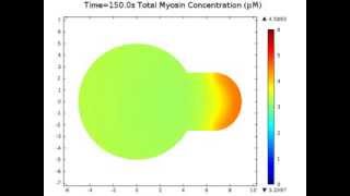 Simulation of Myosin II Migration During Cell Deformation [upl. by Heidie560]