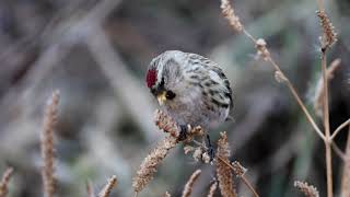 홍방울새Common redpoll 암컷 [upl. by Janaye]