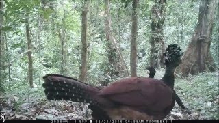 Great Curassow Caught on Browning Trail Camera in Costa Rica [upl. by Retse876]