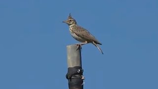 Thekla Lark Birds of Andalucia Spain [upl. by Fenn464]