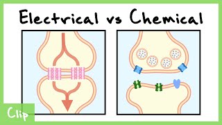 Electrical vs Chemical Synapse Explained Gap Junctions  Clip [upl. by Suh439]