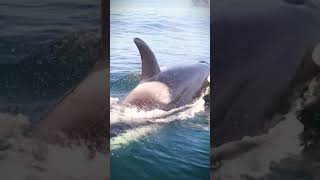 Whale Exhaling Near the Shore Ocean’s Breath 🐋💨 whaletours ocean whalewatch [upl. by Ettelrats]