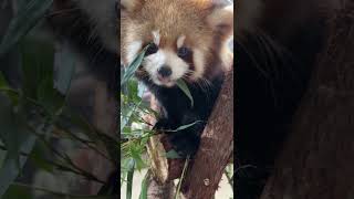 A 45 month old red panda cub eats bamboo leaves [upl. by Leelah747]