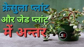 Difference Between Jead plant and crassula plant  क्रेसुला प्लांट और जेड प्लांट में अन्तर [upl. by Barret]