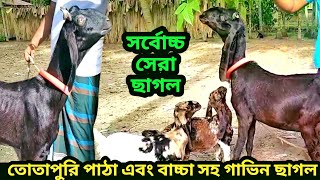 ছাগল পালন।।সর্বোচ্চ কোয়ালিটির তোতাপুরি পাঠা।হাই কোয়ালিটির বাচ্চা সহ গাভিন ছাগল। goatfarming [upl. by Iramaj470]