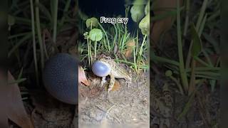 Frog cryshortvideo youtubeshorts nature animals cute lovestatus [upl. by Alina]