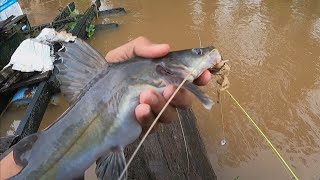 GANAS MANCING BAUNG BABON DI SUNGAI KAHAYAN UMPAN KUCUR YT KAHAYAN [upl. by Latoyia]