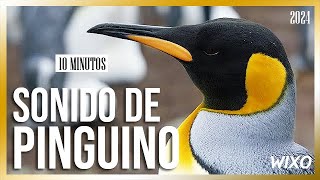 ¿Cómo Suena un Pingüino Emperador ¡Descúbrelo Aquí [upl. by Spatola]