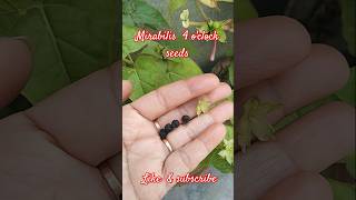 Mirabilis🌺4clocksandhya Maltiseeds collection shortvideogardening🌱 [upl. by Aleusnoc]