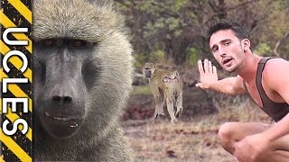 How to approach WILD BABOONS with Andrew Ucles [upl. by Ordnaxela]