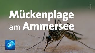 Mückenplage sorgt für weniger Umsätze am Ammersee [upl. by Clary]