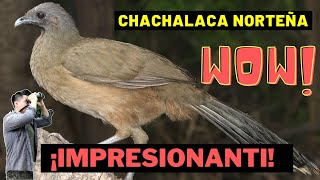 Chachalaca Norteña  Plain Chachalaca ¿Cómo la identifico [upl. by Inanak605]