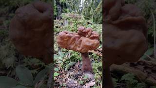 LA VENENOSA GYROMITRA INFULAyoutubeshorts mushroom nature gyromitra hongos funghi [upl. by Eirrehc]