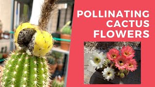 How to Pollinate Cactus Flowers Pollinating Trichocereus grandiflorus flowers [upl. by Ingemar940]