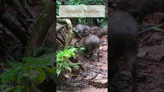 Collared peccaries wildlife amazonrainforest rainforest trailcam trailcamera [upl. by Basia]