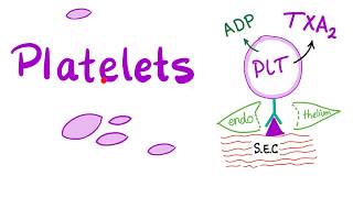 Platelets Thrombocytes  The Cell Pieces that Lack Nucleus  Hematology [upl. by Eceinej]