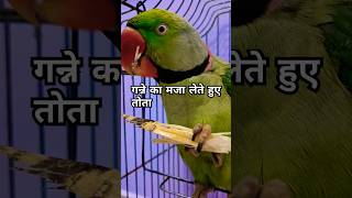 गन्ने का मजा लेते हुए तोता Ganne ka maja lete hue parrot birds mitthu petowner trendingvideo [upl. by Celene]