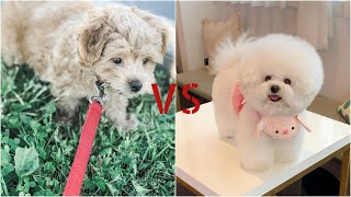 Maltipoo vs Bichon frise battle of cutness Animal story [upl. by Ailugram]