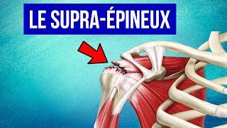 Tendinite du supra épineux à lépaule  Explication et Traitement [upl. by Uphemia485]