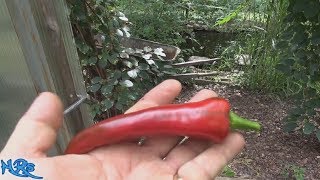 Mirasol Chile Pepper  Capsicum annuum  Pod Review [upl. by Reace458]