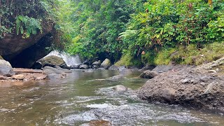 Soothing Forest Sounds And Birds Chirping River Flowing Bubble Sounds ASMR Nature Sounds [upl. by Akemaj]