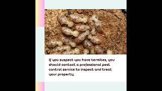 Termite infestation in home how to find termite and how to control termite [upl. by Rhody]