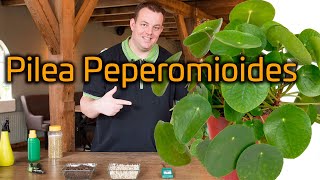 Tips voor de verzorging van je Pannenkoekenplant Pilea Peperomioides [upl. by Elram]