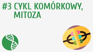 Cykl komórkowy mitoza 3  Genetyka [upl. by Atikan]