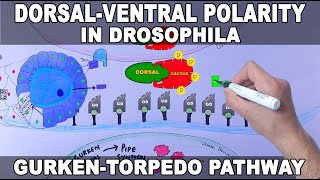 Dorsal Ventral Polarity Generation in Drosophila  GurkenTorpedo Pathway [upl. by Paulson]