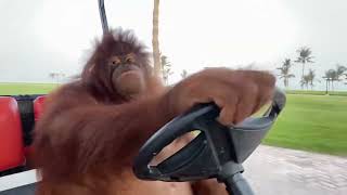 Orangutan crashes golf cart x2 graduates driving school Orangutan Driving School [upl. by Odlopoel262]