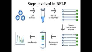 Restriction Fragment Length Polymorphism I RFLP I Molecular biology I Molecular Techniques [upl. by Yrojram583]