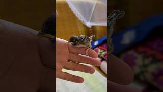 Incredible Little village sparrow  seven days in the city funny shorts animals shortvideo [upl. by Oliric]