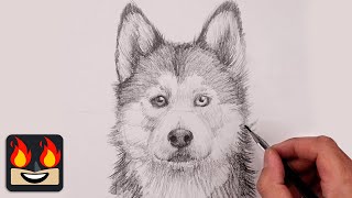 How To Draw a Husky Dog  Sketch Tutorial [upl. by Ecydnac831]