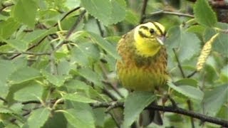 Singing beautiful bright Yellowhammer [upl. by Notecnirp]