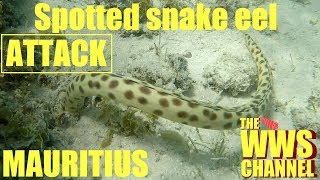 Spotted eel snake attack  Mauritius [upl. by Tait]